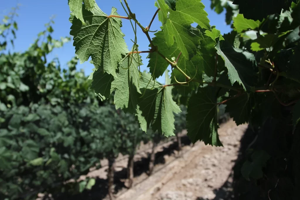 19b069_5ced0df7b13344d8ae84f79a5bcd3775~mv2