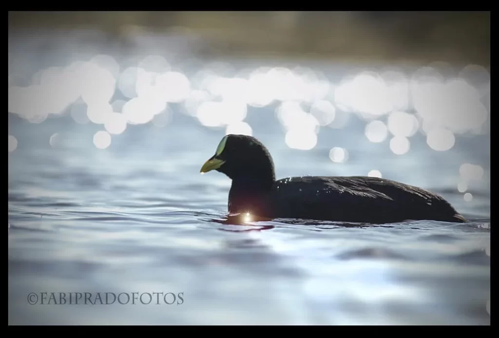 19b069_8688e19f818e49f097f123d43e7cba7e~mv2